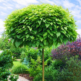 Катальпа Нана / Catalpa bignonioides Nana
Это небольшое дерево, которое можно сч. . фото 4