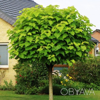 Катальпа Нана / Catalpa bignonioides Nana
Это небольшое дерево, которое можно сч. . фото 1