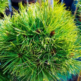 Сосна густоцветковая Ким / Pinus densiflora Kim 
Одна из самых маленьких густоцв. . фото 3