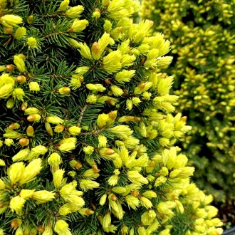 Ель канадская Ханимун / Picea glauca Honeymoon
Карликовый сорт ели с ярко-желтым. . фото 3