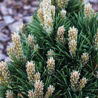 Сосна горная Дом / Pinus mugo Dom 
Медленно растущая селекция карликовой горной . . фото 3