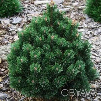 Сосна горная Дом / Pinus mugo Dom 
Медленно растущая селекция карликовой горной . . фото 1