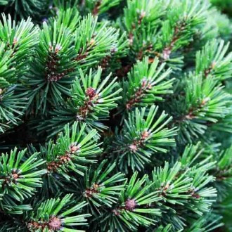 Сосна горная Кокос / Pinus mugo Kokos 
Сорт карликовой сосны с компактной шарови. . фото 3