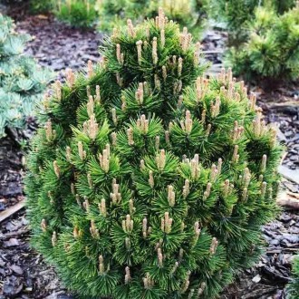 Сосна горная Лейко-лайк / Pinus mugo Leuco-like 
Медленно растущий сорт горной с. . фото 2