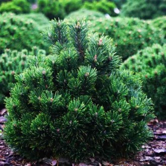 Сосна горная Лейко-лайк / Pinus mugo Leuco-like 
Медленно растущий сорт горной с. . фото 3