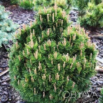 Сосна горная Лейко-лайк / Pinus mugo Leuco-like 
Медленно растущий сорт горной с. . фото 1
