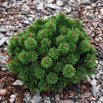 Сосна горная Литомисл / Pinus mugo Litomysl
Медленно растущий сорт горной сосны . . фото 2