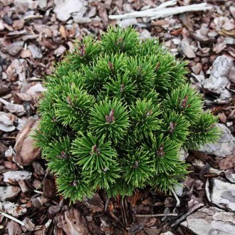 Сосна горная Литомисл / Pinus mugo Litomysl
Медленно растущий сорт горной сосны . . фото 3