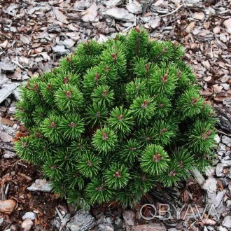 Сосна горная Литомисл / Pinus mugo Litomysl
Медленно растущий сорт горной сосны . . фото 1