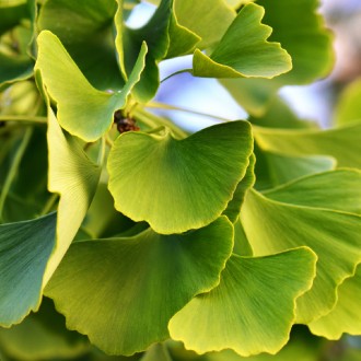 Гинкго билоба Словацкая Принцесса / Ginkgo biloba Slovakian Princess
Новый сорт . . фото 3