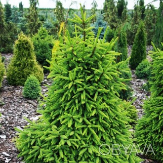 Ель обыкновенная Компакта / Picea abies Compacta
Компактный, карликовый сорт. По. . фото 1