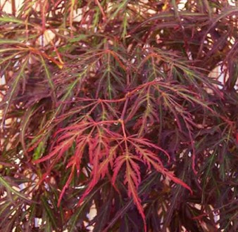 Клен японский Кримсон Принцесс / Acer palmatum Crimson Princess
Красивое маленьк. . фото 6