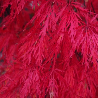 Клен японский Кримсон Принцесс / Acer palmatum Crimson Princess
Красивое маленьк. . фото 4