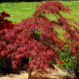 Клен японский Кримсон Принцесс / Acer palmatum Crimson Princess
Красивое маленьк. . фото 1