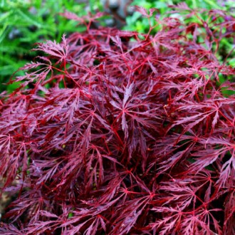 Клен японский Фаеркрекер / Acer palmatum Firecracker
Бордовая перистая листва ос. . фото 3