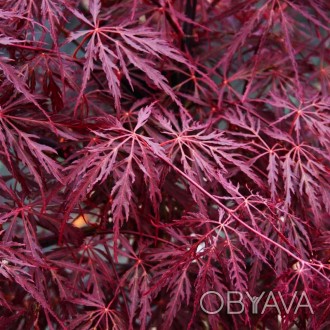 Клен японский Фаеркрекер / Acer palmatum Firecracker
Бордовая перистая листва ос. . фото 1