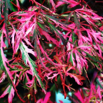 Клен японский Хана Матои / Acer palmatum Hana Matoi
Потрясающий пестрый клен. Им. . фото 2