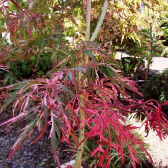 Клен японский Хана Матои / Acer palmatum Hana Matoi
Потрясающий пестрый клен. Им. . фото 4