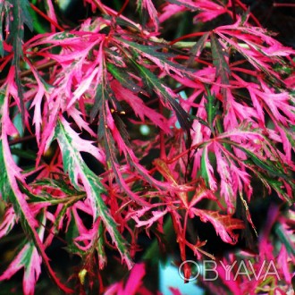 Клен японский Хана Матои / Acer palmatum Hana Matoi
Потрясающий пестрый клен. Им. . фото 1
