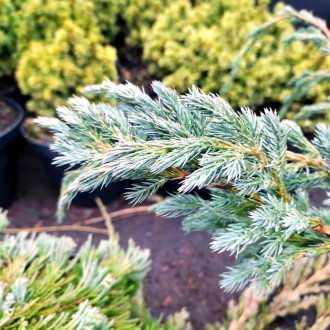 Можжевельник Блю Спайдер / Juniperus Blue Spider
Можжевельник чешуйчатый с ползу. . фото 4