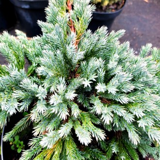 Можжевельник Блю Спайдер / Juniperus Blue Spider
Можжевельник чешуйчатый с ползу. . фото 2