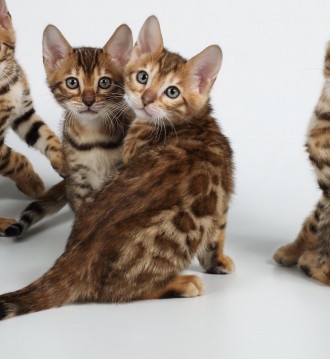 Продаж чистокровних бенгальських кошенят з родоводом. Прекрасні представники сво. . фото 5
