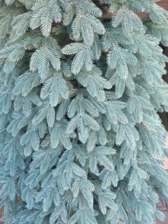Швейцарская голубая 2.3м литая елка искусственная ели литые
Мы предлагаем искусс. . фото 10
