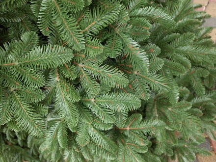 Канадская зеленая 1.8м литая елка искусственная ели литые
Мы предлагаем искусств. . фото 9
