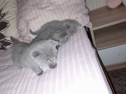 Чистокровні кошенята народились 25.11.2023 , два хлопчика(висловухий і прямовухи. . фото 8