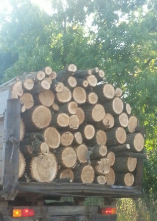 Продам дрова твердых пород с доставкой (.ЗИЛ 130 колхозник) метровые,рубаные  (д. . фото 2