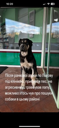 Львів, вул Юрія Липи 20, знайшлася собака, приблудилася після ранкового обстрілу. . фото 2