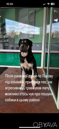 Львів, вул Юрія Липи 20, знайшлася собака, приблудилася після ранкового обстрілу. . фото 1