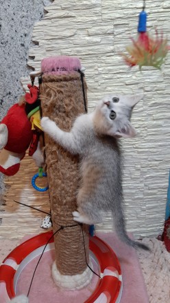 Вишукані Шотландські кошенята від серебристої шиншили шукають надійну люблячу ро. . фото 5
