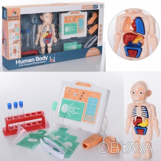 Игровой медицинский набор "Анатомия человека" арт. H 326 A
В основе набора - мод. . фото 1