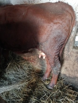 Молода корова кивна 2 телятком 5 місяців
Молоко смачне дає тепер до 6 літрів в . . фото 3