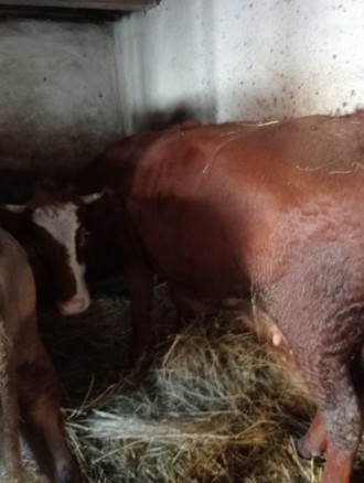 Молода корова кивна 2 телятком 5 місяців
Молоко смачне дає тепер до 6 літрів в . . фото 2