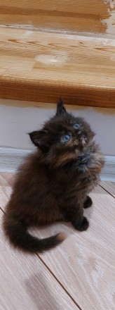 Предлагаются к продаже чудесные котята Мейн-кун, д.р. -20.11.2023. Посмотрите на. . фото 5