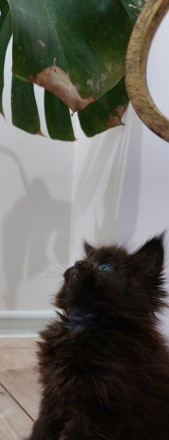 Предлагаются к продаже чудесные котята Мейн-кун, д.р. -20.11.2023. Посмотрите на. . фото 8