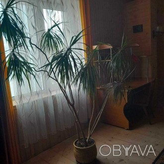 Продам красиву пальму Драцену висотою 2, 10м. Ціна 1500 грн.. . фото 1
