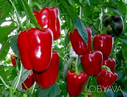 Продам семена сладкого перца Квадрато Асти Красный
Производитель: Sais (Италия). . фото 1