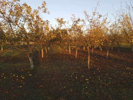 Яблучна сушка урожаю 2023 року, чіпси з яблук різних сортів (кожен сорт окремо)
. . фото 7