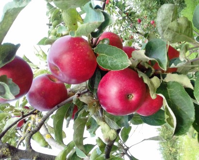 Яблучна сушка урожаю 2023 року, чіпси з яблук різних сортів (кожен сорт окремо)
. . фото 6