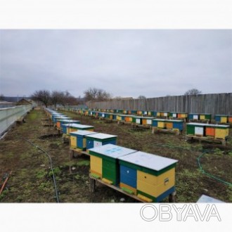 Продам бджолопакети, принемаем закази на бджолопакети Бакфаст Украинська степова. . фото 1