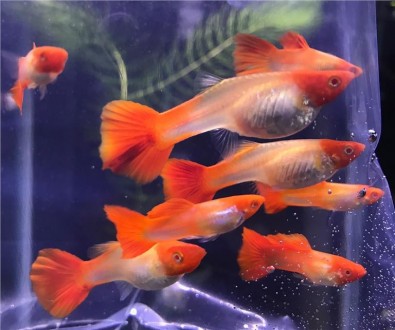 Продам гуппи красная кои, молодые рыбки. Самочки уже окрашены, самцы пока не оче. . фото 4