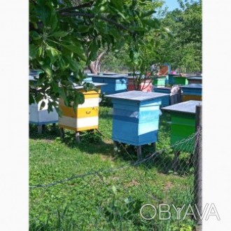 Приймаємо замовлення на бджолопакети. Карніка, і Українська степова. 3+1, є відп. . фото 1
