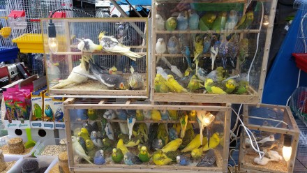 м. Чернівці. Продаж усіх видів папуг, є продаж оптом та в роздріб. Підберемо Вам. . фото 5