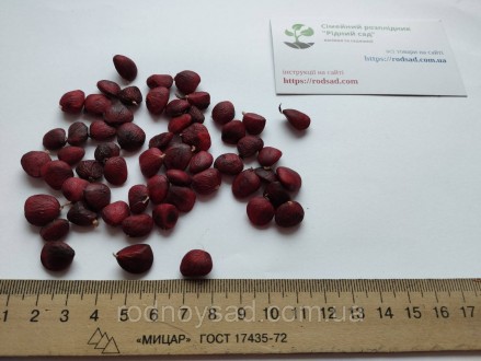 
	
	
	
	
	
	
	Инструкция выращивание магнолии из семян
	
	
 
 
	
	
	метод выращи. . фото 8