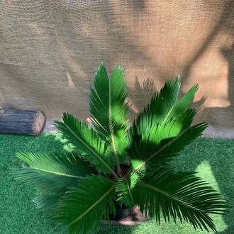 Саго́вник поникаючий (лат. Cýcas revolúta) — вічнозелена деревоподібна рослина р. . фото 3