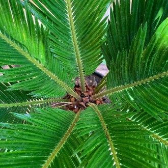Саго́вник поникаючий (лат. Cýcas revolúta) — вічнозелена деревоподібна рослина р. . фото 2