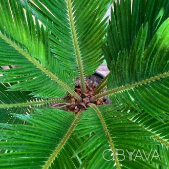 Саго́вник поникаючий (лат. Cýcas revolúta) — вічнозелена деревоподібна рослина р. . фото 1